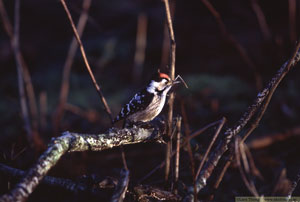 Större hackspett, Dendrocopos major